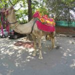 Camel ride on Chandigarh Heritage Bicycle Tour